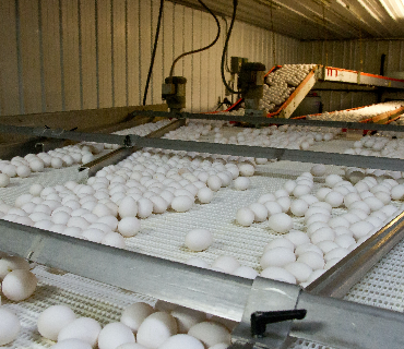 Egg Producing Businesses