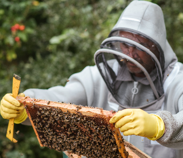 Arı Ürünlerinin Üretimi, İşlenmesi ve Paketlenmesi